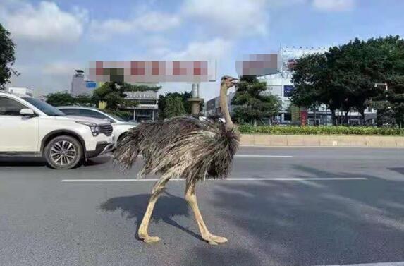 街頭驚現巨大鴕鳥 與汽車搶車道!網友:你也要趕早高峰