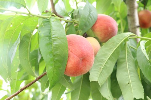 新農社區(qū)舉辦慶六一迎端午“童言童語 快樂綻放”主題融合活動